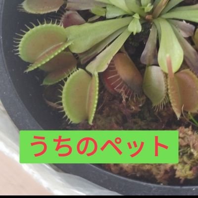 Dai3803's profile picture. 香川の高1　🎸🏸　　淫夢厨だお／不謹慎はNG／族長@Colthinpo
#kosen25s
　学/シャニP　シーズ最高