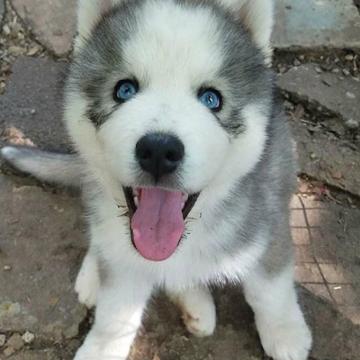 SSierra785's profile picture. 