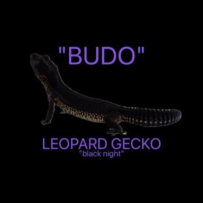 stylebender611's profile picture. ブラックナイトの武道ちゃんです！武道ちゃんの日常を呟きます🥋 爬虫類好きの方よろしくお願いします！