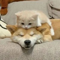 🐶🐱ON·Soulmate💘 (@loveon_16) 's Twitter Profile Photo
