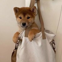 Felix YY (@felixincrypto) 's Twitter Profile