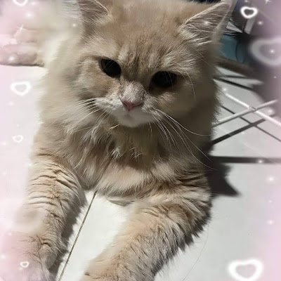 supatta252421's profile picture. 