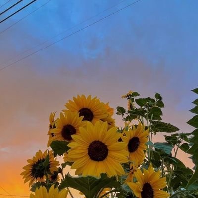 palmitoconlimon's profile picture. 