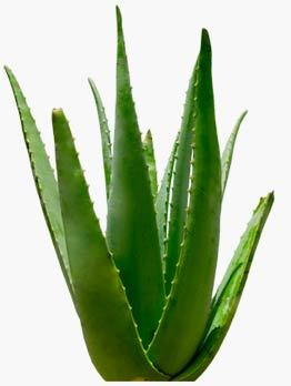 Aloe___Vera's profile picture. C moi la plante qui parle; 
Cause suppression d'ancien compte merci de me suivre ici @aloe___vera