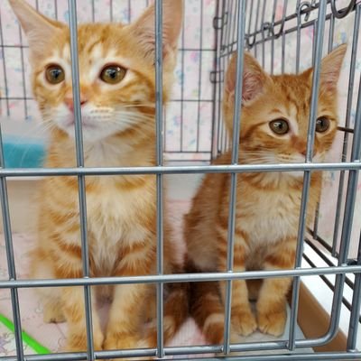保護猫出身の茶トラ兄弟🐱🐱
2024年7月10日生まれ🐾🐾
甘えん坊な兄ぱぴ君とツンデレ弟ぽぽ君。遊ぶのも寝るのも一緒の仲良しにゃんずです!食べる事が大好きにゃ😋 #保護猫 #茶トラ兄弟 #猫好きさんと繋がりたい #にゃんすたぐらむ
