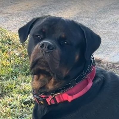 #retired, #disabled, #chronicillness, #ServiceDog, #Rottweiler, #dogTraining, #fibromyalgia, #Rv, #travel, #dogbar, #dogpark, #ORA, #OurRetirementAdventures