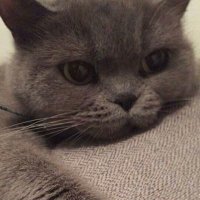 Ayşenurr (@aybidurkiz) Twitter profile photo