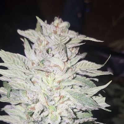 @kclightup Profile
