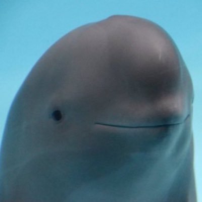 ajs825's profile picture. 