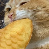 どん (@dontorihiki) Twitter profile photo