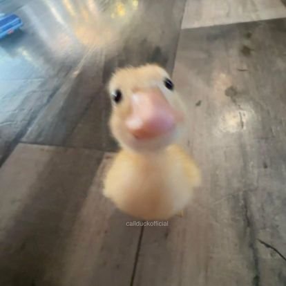 saiyeyoo's profile picture. dua tiga kail pancing,
cuman manusya yang gbs yapping