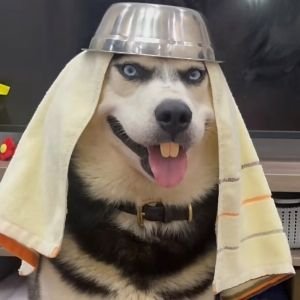 goshngshuh48965's profile picture. 随便玩玩