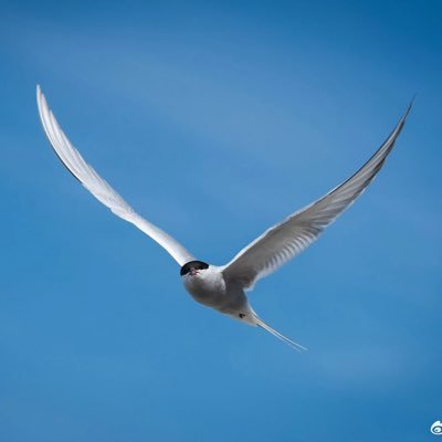 springercxy's profile picture. =Spica xy/角宿一✨19+ ✨Hetalia：lietpol/gerita✨Arknights：棘境✨Wish you a nice day