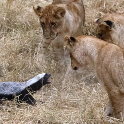 jihanyfa's profile picture. Supercharging South Korea🇰🇷. 모든 의견은 개인 의견이며 회사나 조직의 공식적인 의견이 아닙니다.