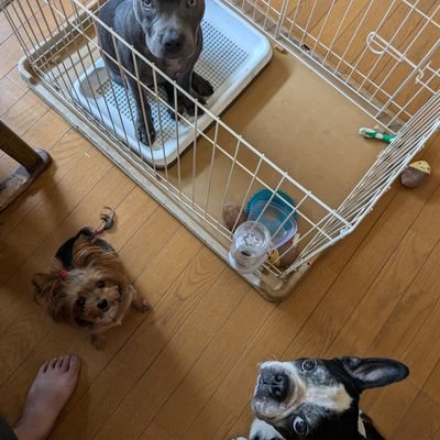 doragon0529's profile picture. レオン10歳11㌔😆
犬＆人見知り😫ボストンテリア😍
リンゴ4歳🐶犬＆人見知りしない娘😁
ヨークシャテリア義父の形見🥺
ルカ1歳🐶今の所わんぱく😋
スタッフォードシャーブルテリア😁
マイペースですが宜しくお願いします☺️
無言フォロー済みません😫
無言フォローどうぞ～😋