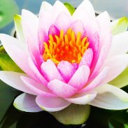 Love and mutual support in our own chosen networks is the key to surviving what is happening. Stay in light and love. Better things are coming.
