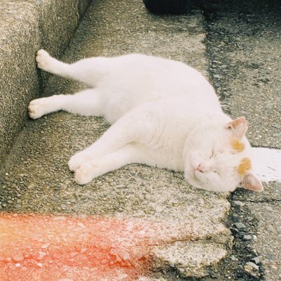 saya513bttf's profile picture. ﾈｺﾁｬﾝﾉﾋﾞﾉﾋﾞになりたい