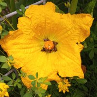Meadow Grove (@1meadowgrove) 's Twitter Profile