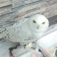 しび (@i_am_shibi) 's Twitter Profile