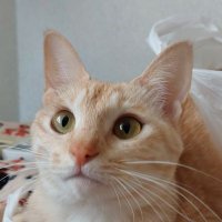 はな(こりん→猫) (@kori0329) 's Twitter Profile Photo はな(こりん→猫) (@kori0329) 's Twitter Profile Photo