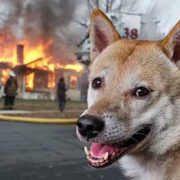 Zzzzzzzzz (@kalahadf) 's Twitter Profile Photo Zzzzzzzzz (@kalahadf) 's Twitter Profile Photo