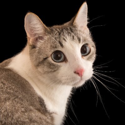 vskdldm's profile picture. The barbs Barbi.o Melody Discord for much-