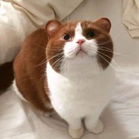 Belica’~+ (@belicaup) 's Twitter Profile Photo Belica’~+ (@belicaup) 's Twitter Profile Photo