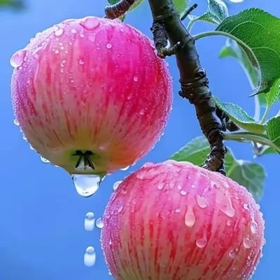 gao03812823's profile picture. 学英文