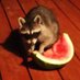 Watermeilonnn 🍉🦝 (@hasegawa_meii) Twitter profile photo Watermeilonnn 🍉🦝 (@hasegawa_meii) Twitter profile photo