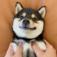 Manyu | Fan Page (@manyuthedog) 's Twitter Profile