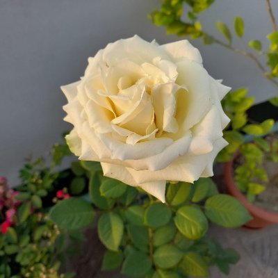 MaryGHo1780's profile picture. "🌸 Empowering growth one petal at a time. 🌼 Blooming with positivity, spreading kindness like wildflowers. Lover of nature, beauty, and all things floral. #Bl