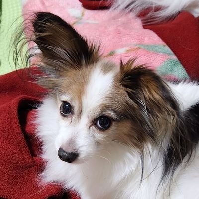 riki17152611's profile picture. モンスト・オセロニアしてます。
凱旋隊・志天隊・活劇舞台所属