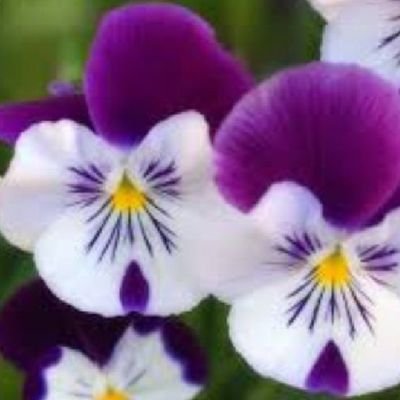 AnnaTregges's profile picture. 