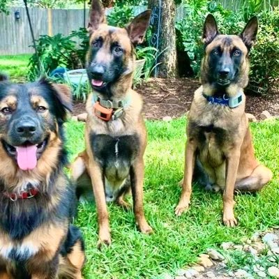 waastelandia's profile picture. 