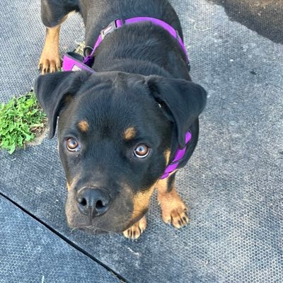 paterP2013's profile picture. Ex novus ordo. pastor St Athanasius Traditional Catholic Church. pre 1955 missal only. just say NO to modernism. I block idiots