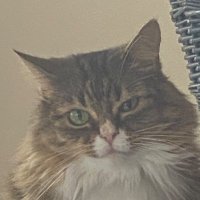 ONE (1) shilling (@randomgarbo) 's Twitter Profile