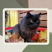 OmaLuzie (@itierfreundin) 's Twitter Profile