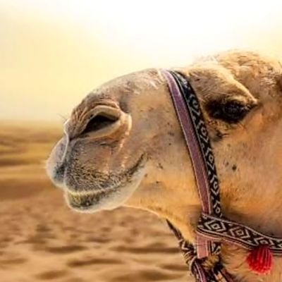 ‏لا اله الا الله محمد رسول الله