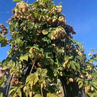 WIllamette Valley Field Crops Extension under Oregon State University exists to provide timely scientific information to growers!