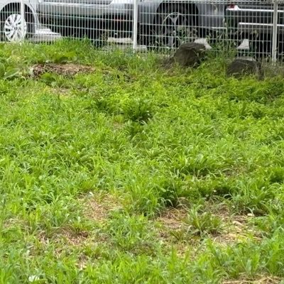 tsutsu_vvvv's profile picture. 短歌