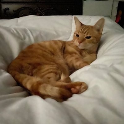 Albus_07's profile picture. Meow. Apparently, I’m schizophrenic because I like cats 🐱🫠 #RebelliousAmerican 🇺🇸