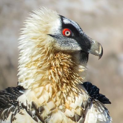 Homay_04's profile picture. تابع قوانین شاهنشاهی پهلوی