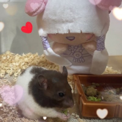 まめ。さんのプロフィール画像