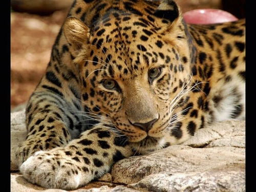 aquafiber's profile picture. fibra de vidrio en general toboganes 910523134