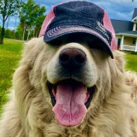 Author N Young (@authornyoung) 's Twitter Profile