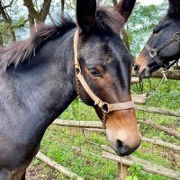 Mountain Mule packer ranch (@ammersthom37926) 's Twitter Profile
