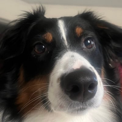 alejandrofisc12's profile picture. KU Alum, KC Royals, Only Chiefs Fan in Cincinnati