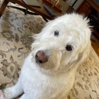 Alex Fraunfelder (@afraun09) 's Twitter Profile