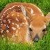 🦌사슴옵하🦌 (@thecervidbro) Twitter profile photo 🦌사슴옵하🦌 (@thecervidbro) Twitter profile photo