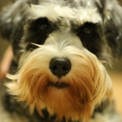 狗来富さんのプロフィール画像